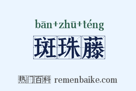 斑珠藤是什么意思的图片